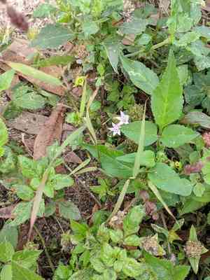 Gophertail lovegrass(Eragrostis ciliaris)