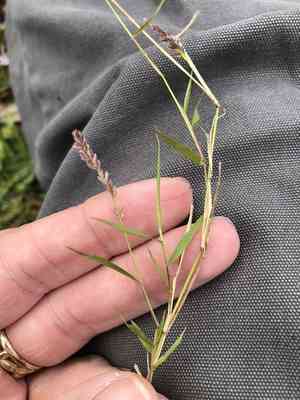 Gophertail lovegrass(Eragrostis ciliaris)