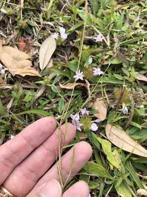 Gophertail lovegrass(Eragrostis ciliaris)