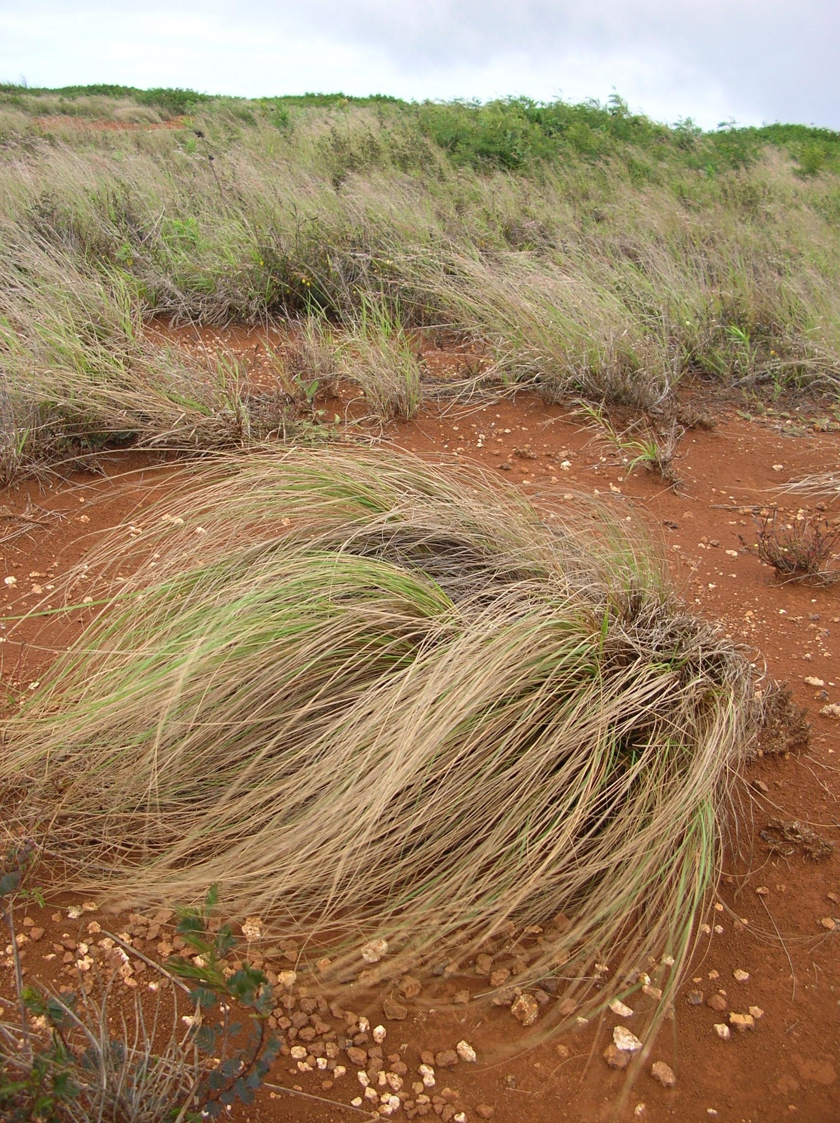 Weeping lovegrass