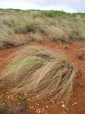 Weeping lovegrass(Eragrostis curvula)