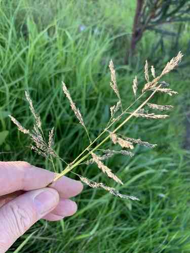 Weeping lovegrass(Eragrostis curvula)