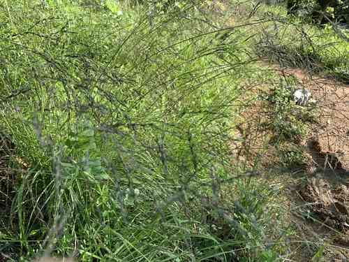 Weeping lovegrass(Eragrostis curvula)