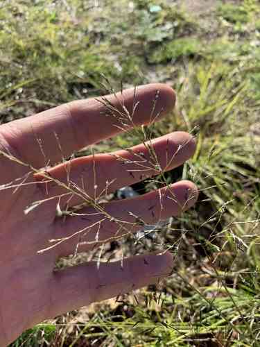 Weeping lovegrass(Eragrostis curvula)