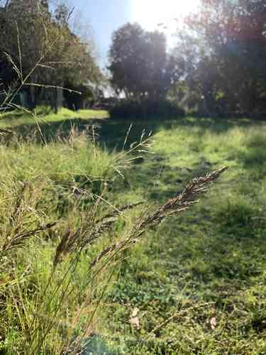 Weeping lovegrass(Eragrostis curvula)