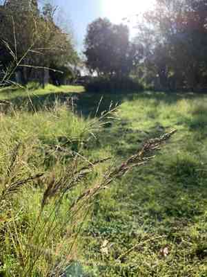 Weeping lovegrass(Eragrostis curvula)