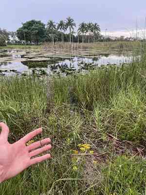 Field lovegrass(Eragrostis elliottii)