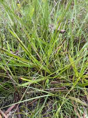 Field lovegrass(Eragrostis elliottii)