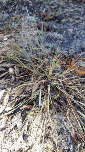 Field lovegrass(Eragrostis elliottii)