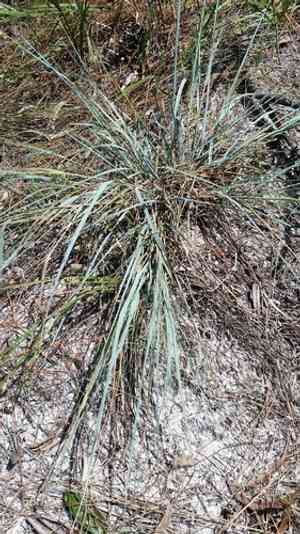 Field lovegrass(Eragrostis elliottii)