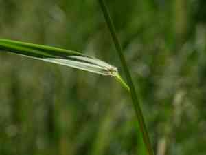 Eragrostis ferruginea(Eragrostis ferruginea)