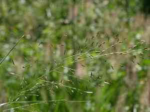 Eragrostis ferruginea(Eragrostis ferruginea)