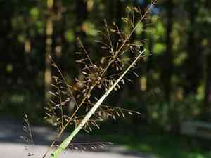 Eragrostis ferruginea(Eragrostis ferruginea)