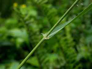 Eragrostis ferruginea(Eragrostis ferruginea)