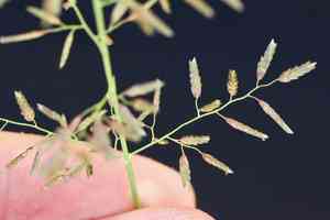 Little lovegrass(Eragrostis minor)