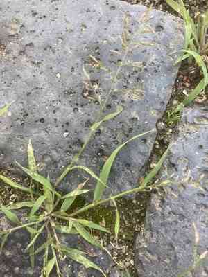 Little lovegrass(Eragrostis minor)
