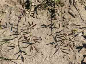 Little lovegrass(Eragrostis minor)