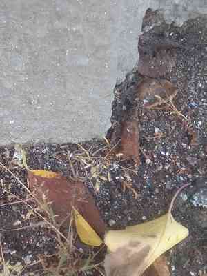 Little lovegrass(Eragrostis minor)