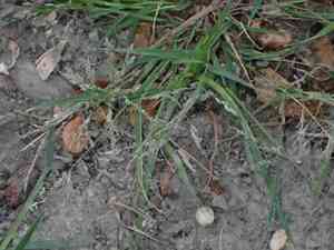 Japanese lovegrass(Eragrostis multicaulis)