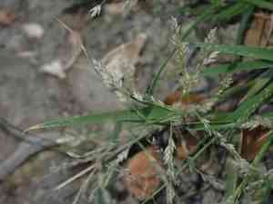 Japanese lovegrass(Eragrostis multicaulis)