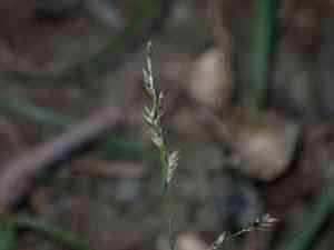 Japanese lovegrass(Eragrostis multicaulis)