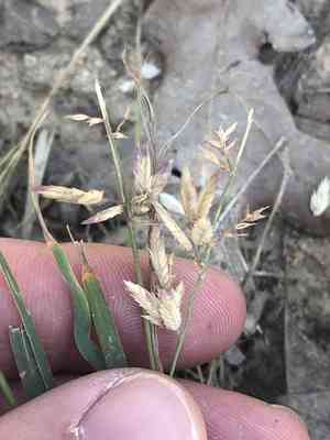 Red lovegrass(Eragrostis secundiflora)