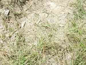 Red lovegrass(Eragrostis secundiflora)