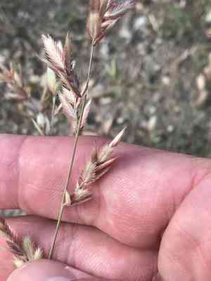 Red lovegrass(Eragrostis secundiflora)