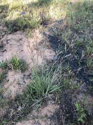 Red lovegrass(Eragrostis secundiflora)
