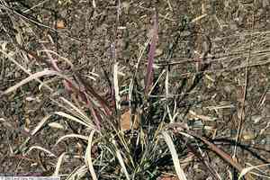 Purple lovegrass(Eragrostis spectabilis)