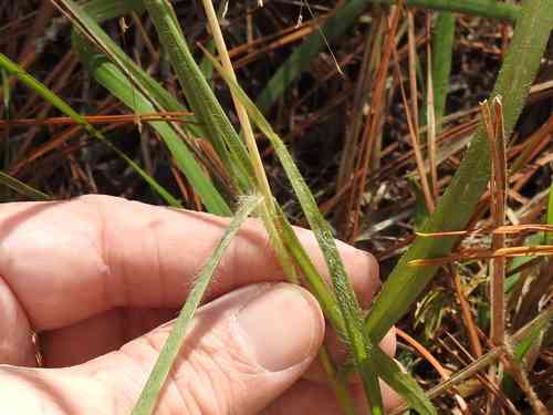 Purple lovegrass(Eragrostis spectabilis)