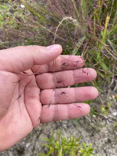 Purple lovegrass(Eragrostis spectabilis)