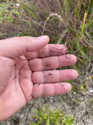 Purple lovegrass(Eragrostis spectabilis)