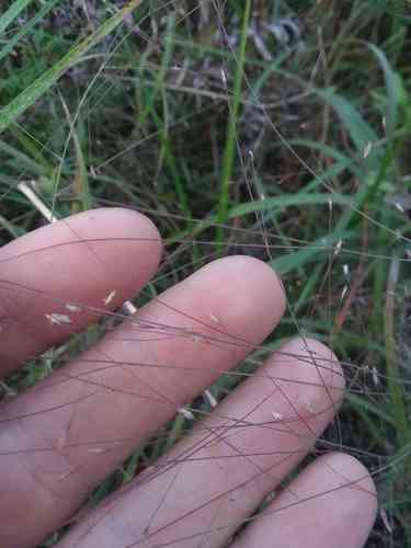 Purple lovegrass(Eragrostis spectabilis)