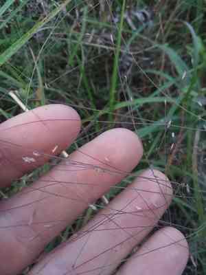 Purple lovegrass(Eragrostis spectabilis)