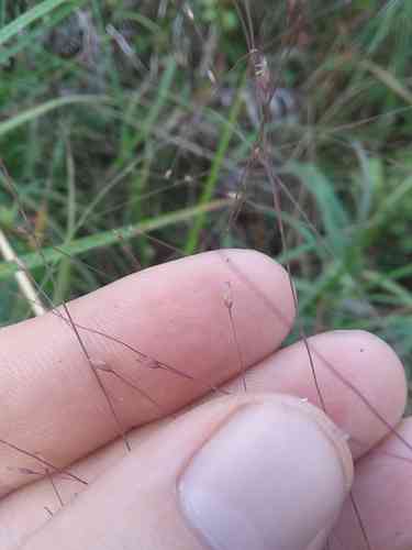 Purple lovegrass(Eragrostis spectabilis)