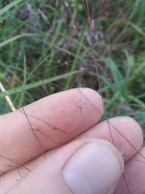 Purple lovegrass(Eragrostis spectabilis)