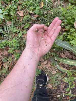 Sand lovegrass(Eragrostis trichodes)