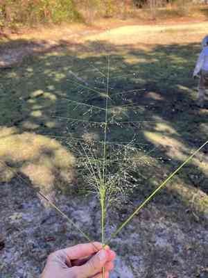 Sand lovegrass(Eragrostis trichodes)