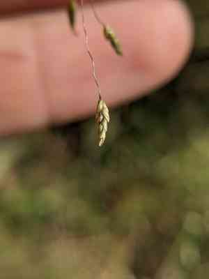 Sand lovegrass(Eragrostis trichodes)