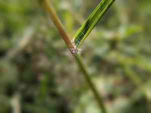 Sand lovegrass(Eragrostis trichodes)