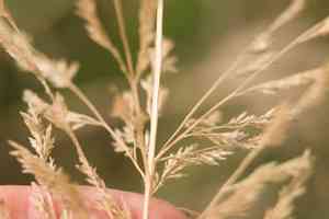 Kawelu(Eragrostis variabilis)