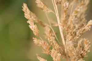 Kawelu(Eragrostis variabilis)