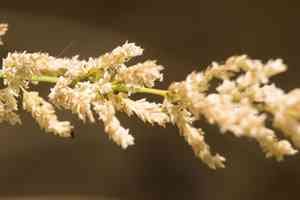 Kawelu(Eragrostis variabilis)