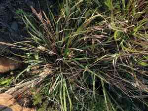 Kawelu(Eragrostis variabilis)