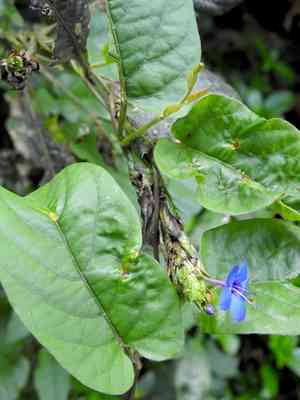 Blue-sage(Eranthemum pulchellum)
