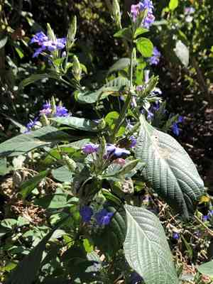 Blue-sage(Eranthemum pulchellum)