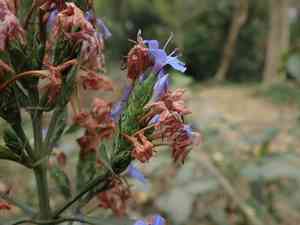 Blue-sage(Eranthemum pulchellum)