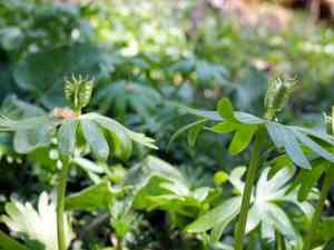 Winter aconite(Eranthis hyemalis)