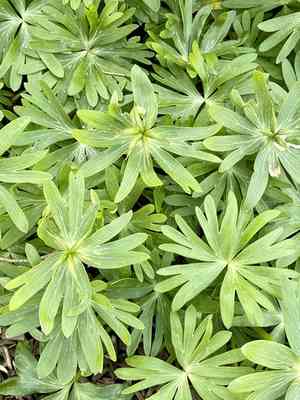 Winter aconite(Eranthis hyemalis)